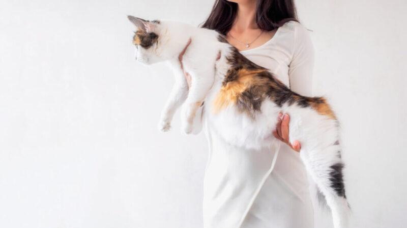 How to Take Care of Your Pregnant Cat?